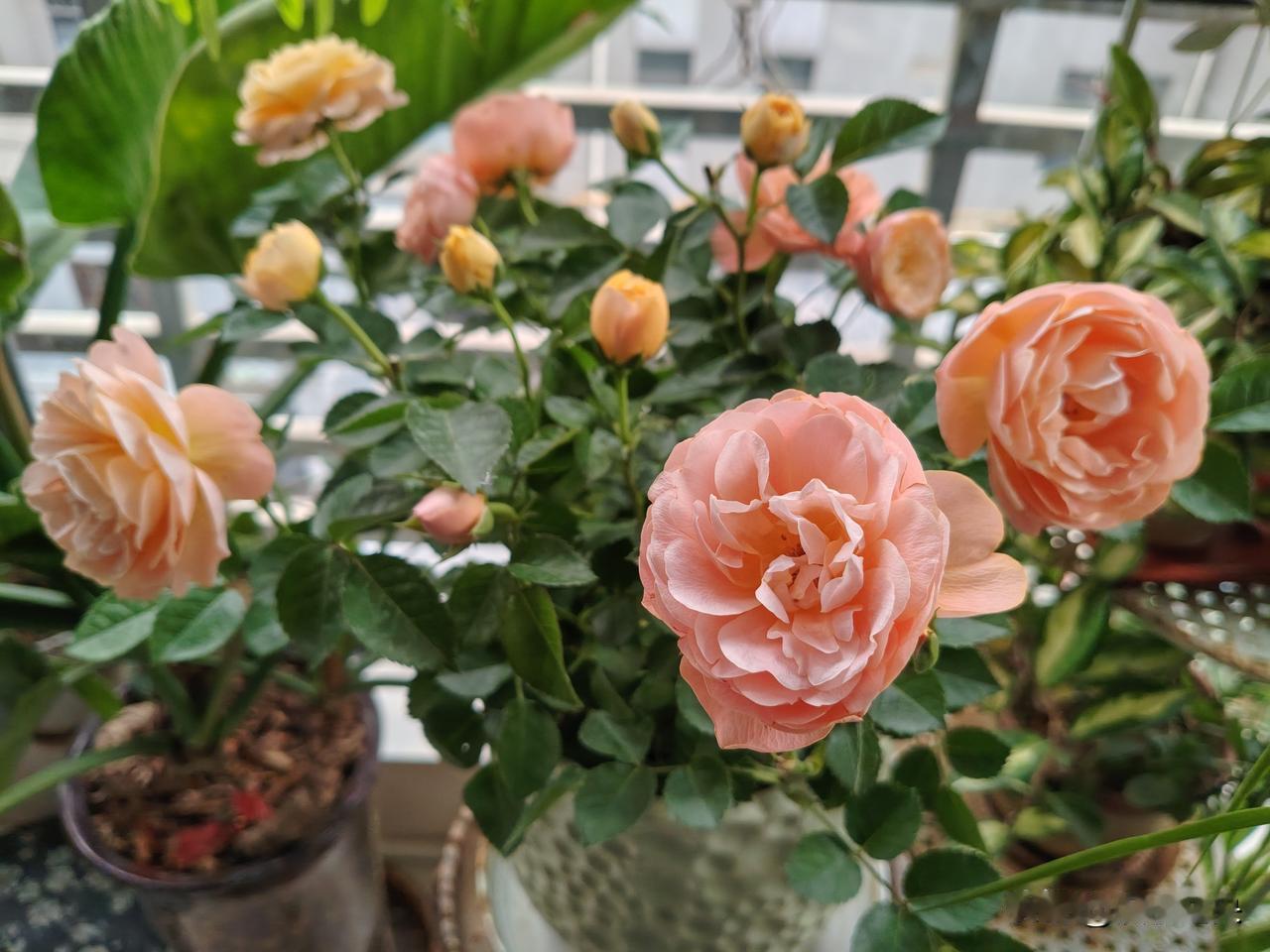 月季花🌸开惹人爱