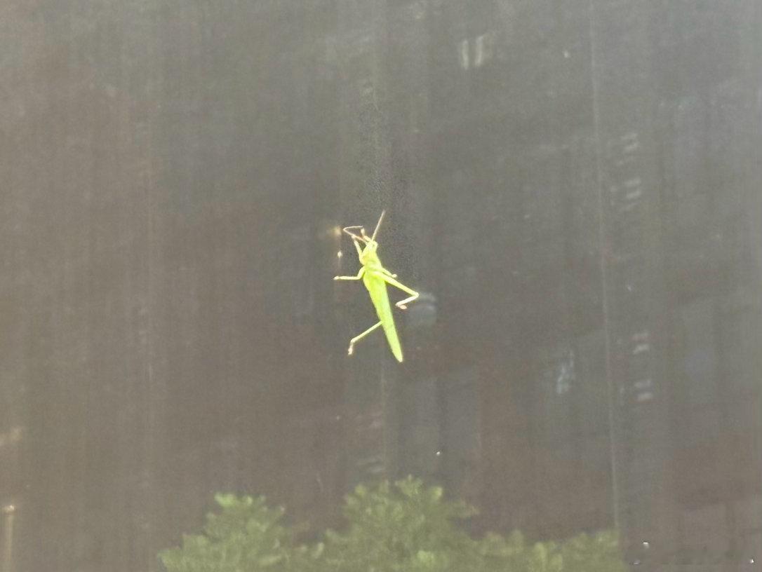 江秋灬 