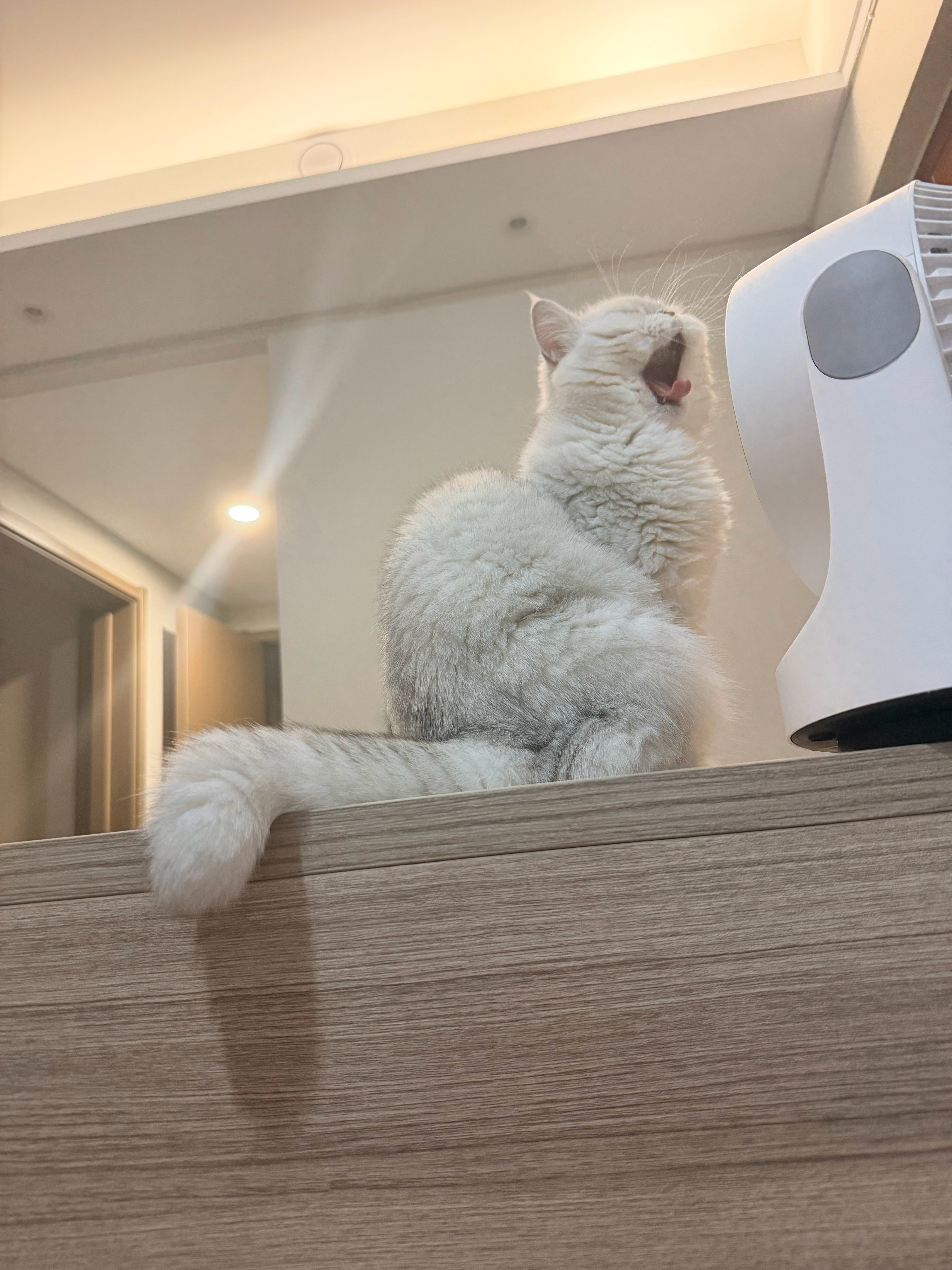 怎么会有这么爱吹风扇的小猫（家里开空调了不热的） 