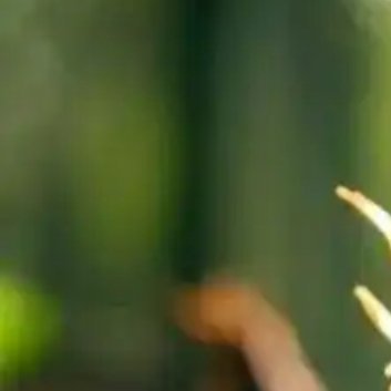 种植 🎍竹笋的栽培技术一、选地建园, 适时栽植1. 选好园地园地一般选择海拔在