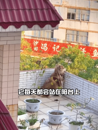 人间温柔！疫情隔空投喂40多天的阿拉斯加元宝，看完直接破防
 
谁能想到，一只独
