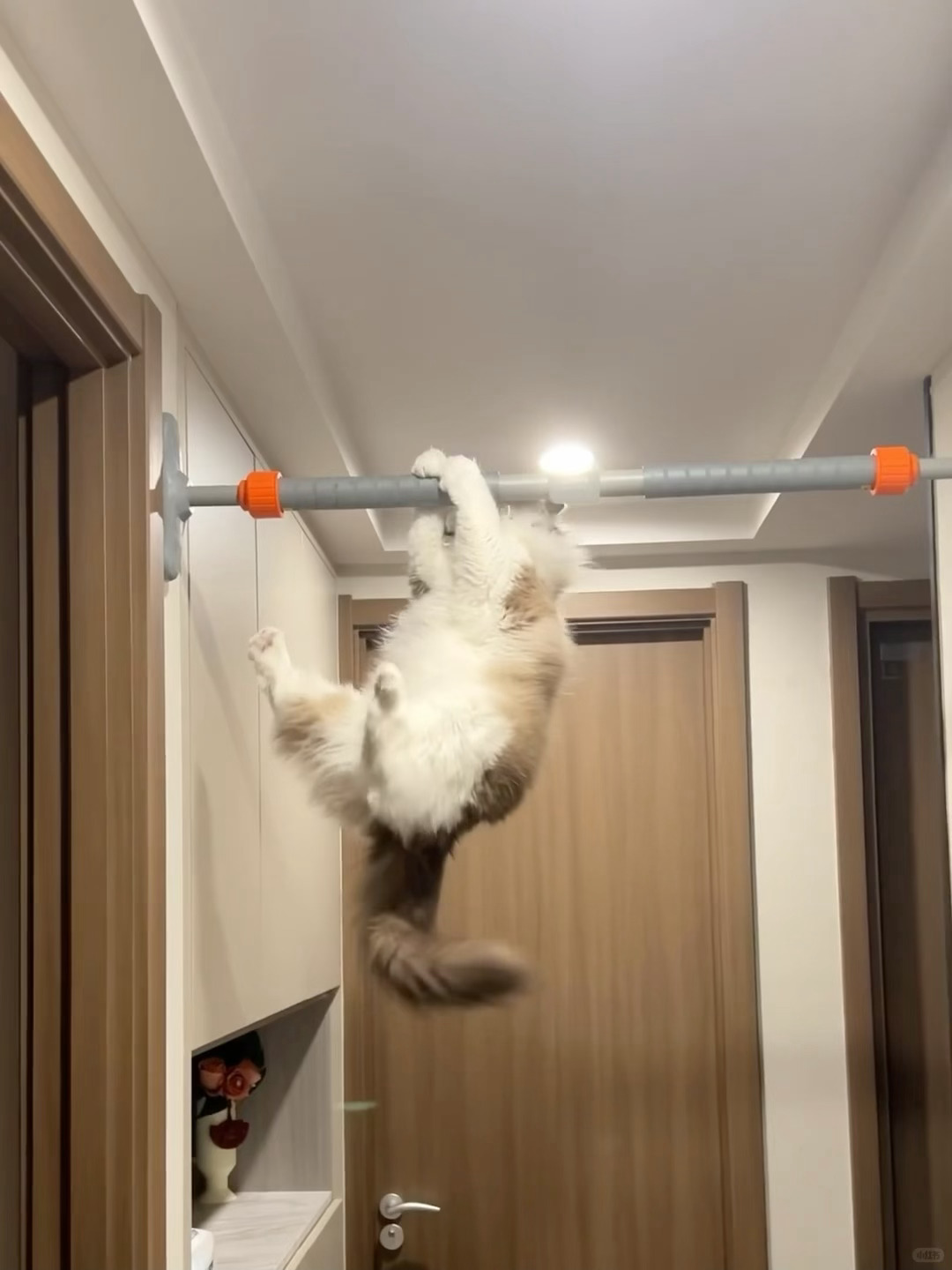 引体向上打败99%的猫咪🐈 