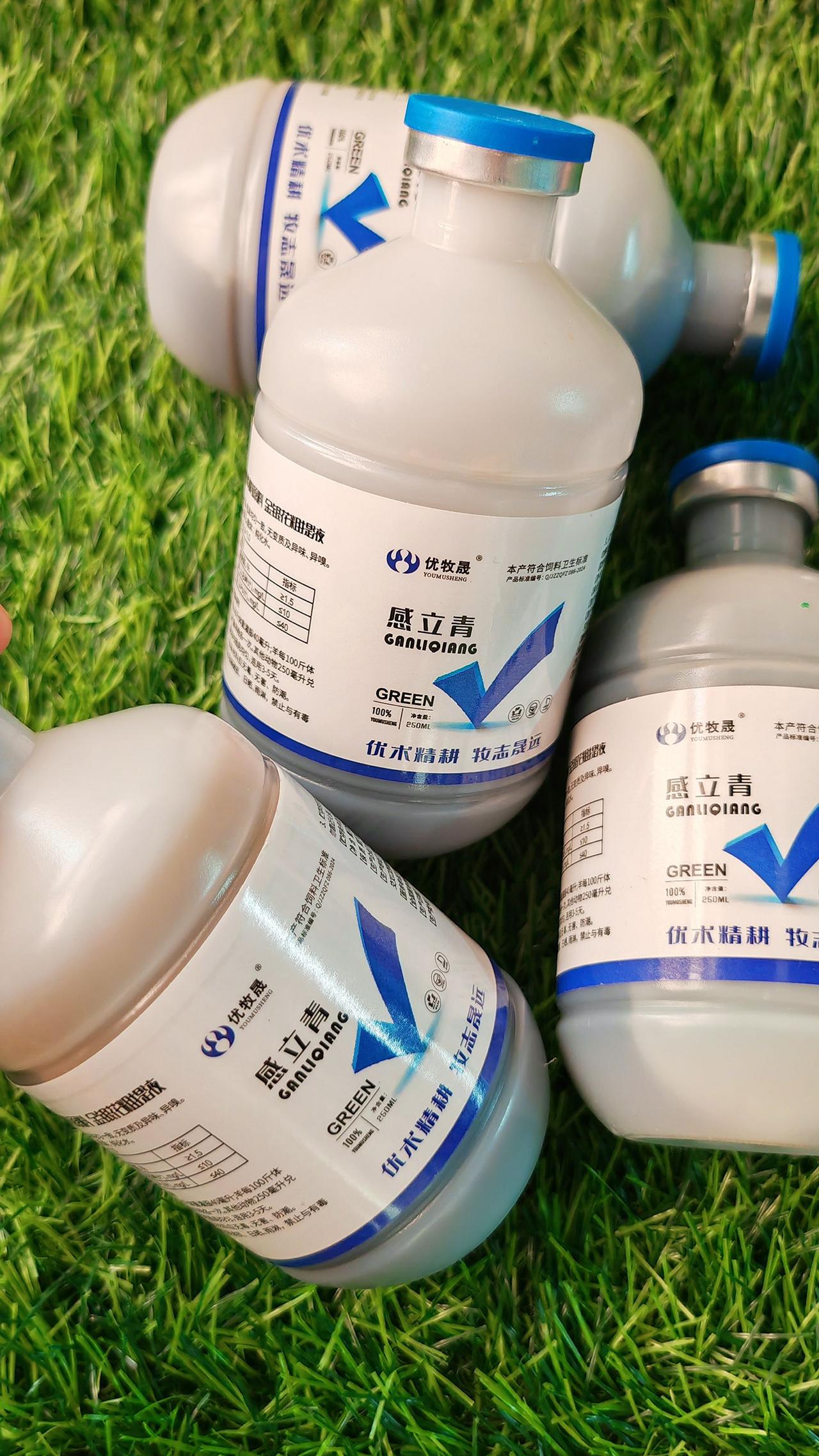 养羊人 牛羊养殖 农村养羊