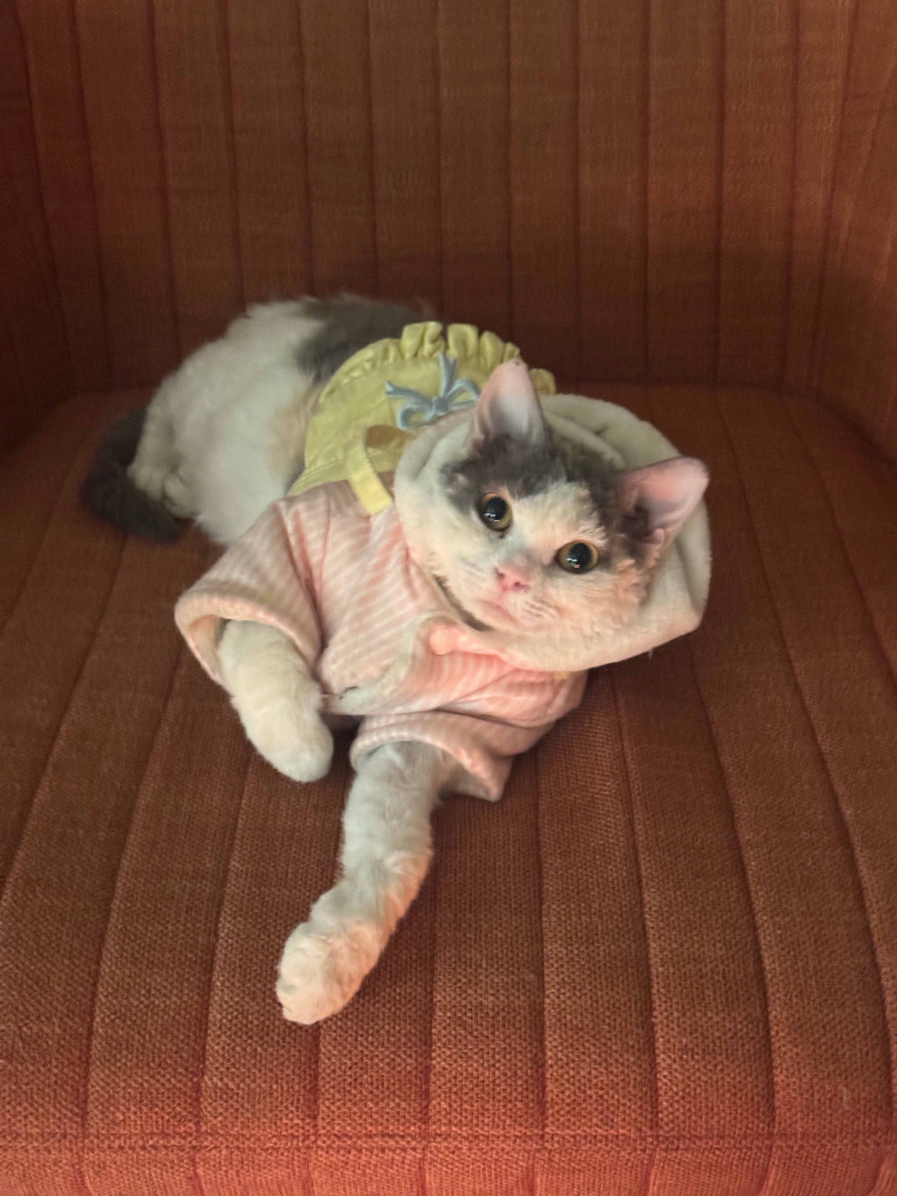 小区共同喂养的猫咪🐱超级乖，今天穿上新衣服了，真好看我的日常plog 成都