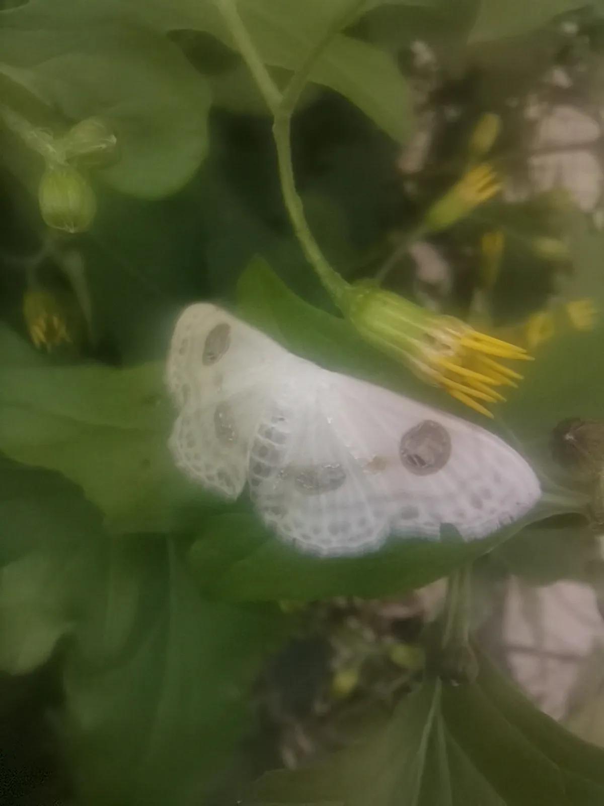 秋日小花蝶来赏，不忍离去蔔花丛