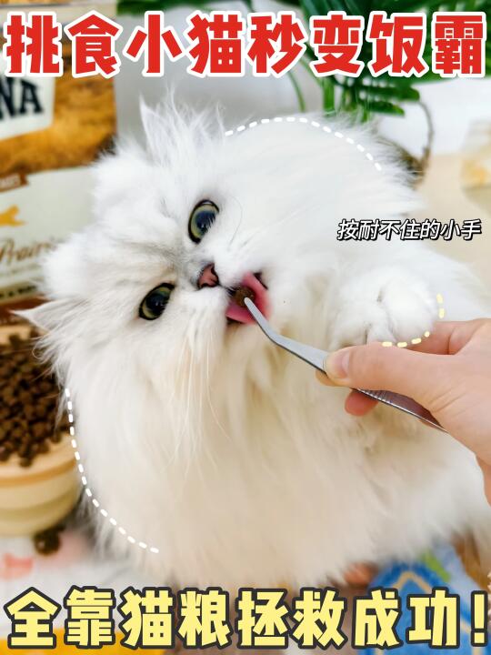 挑食小猫大爆改，一招秒变干饭永动机！