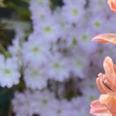 玉簪花 种植方法1、环境与土壤要求：喜充足散射光，忌强光直射，长期阴暗环境会不开