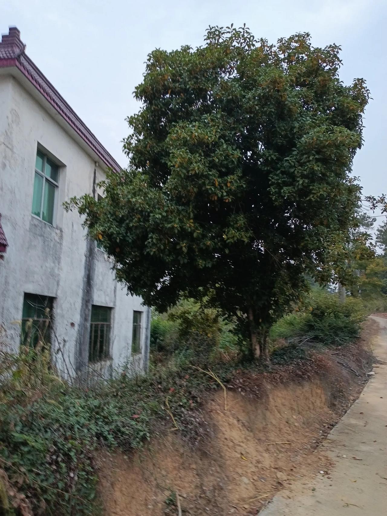 桂花香
几天前下了一场小雨，气温也随之下降。今年的桂花虽然迟到了，终于还是开了，