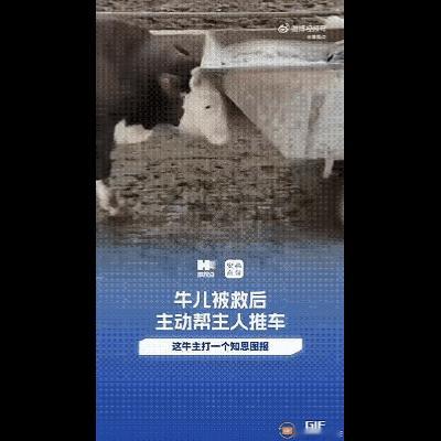 安徽一对夫妻的养殖场里有六七百头牛，但有一头牛比较特殊，每次妻子把食物推进去，或