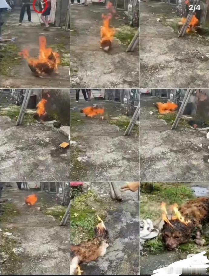 【广东揭阳4名孩童虐杀狗妈妈一家揭阳4名虐狗孩童已被送专门学校教育】近日，广东揭