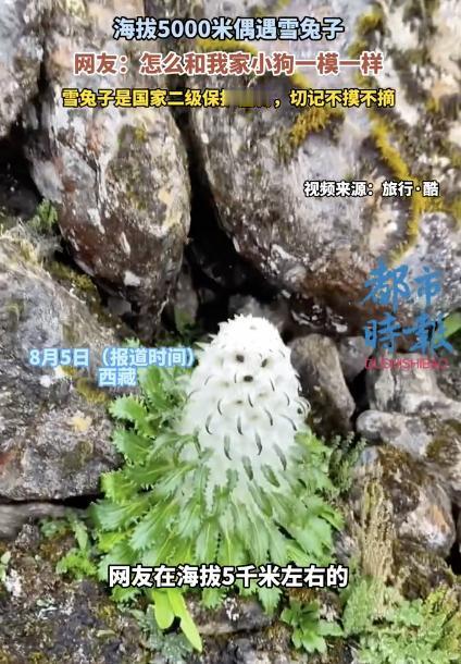 太神奇了！西藏喜马拉雅山，一名男子爬到海拔 5000 米处，撞见一只雪白的小动物