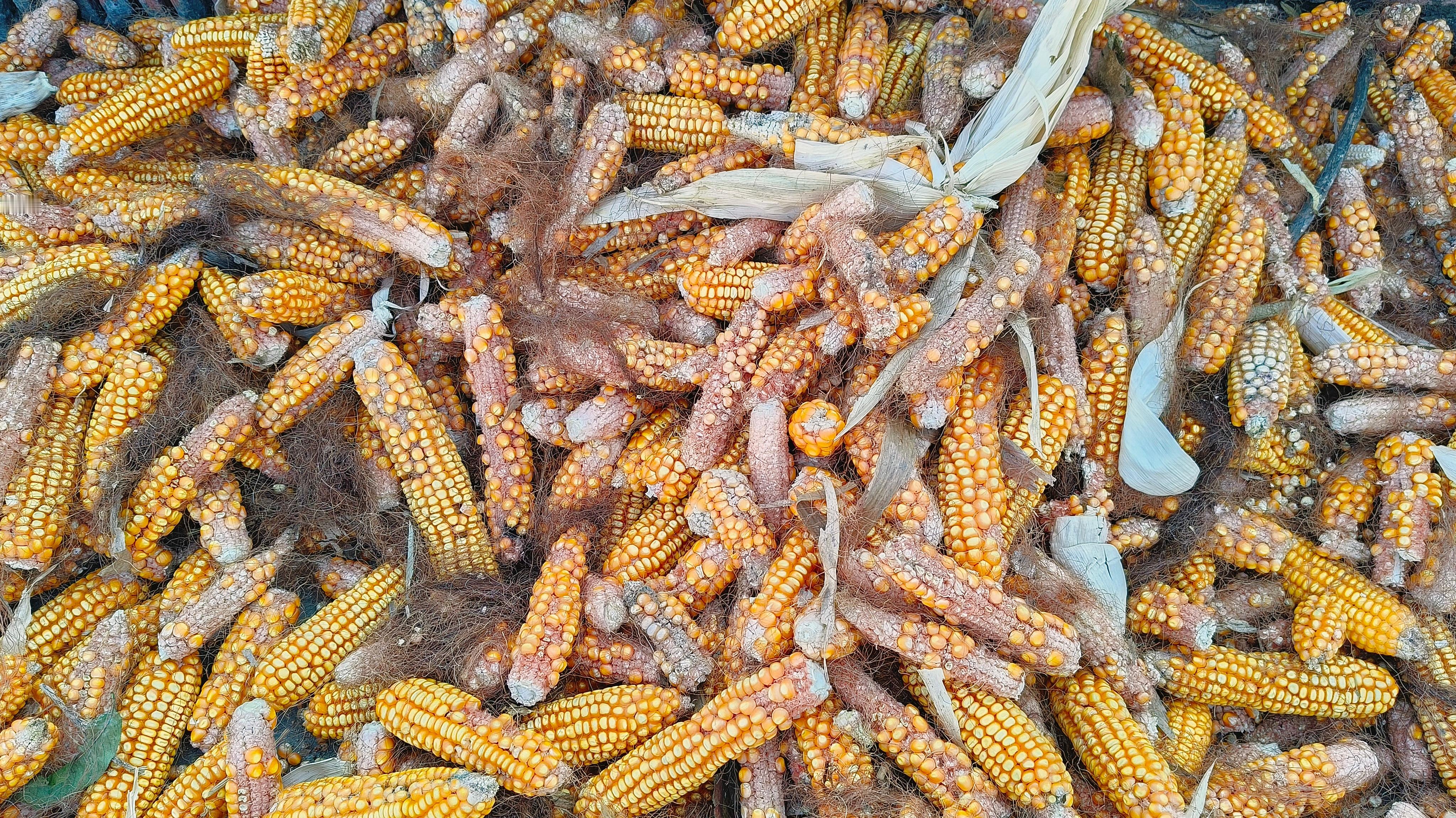 回皖北老家，正值收货玉米大豆的时期，大豆产量低，这几年普遍都种玉米，今年遭遇干旱