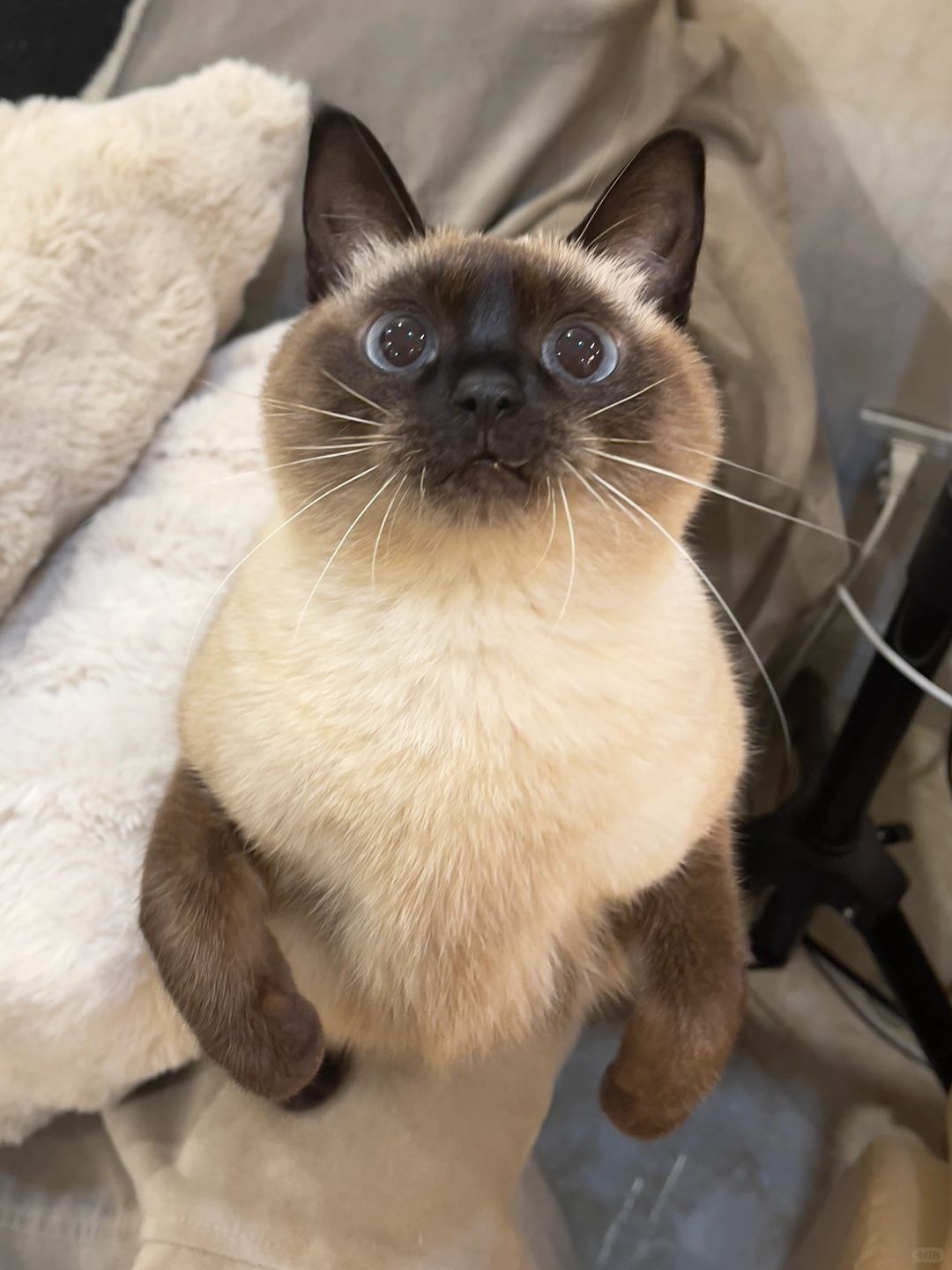 小猫要抱抱！