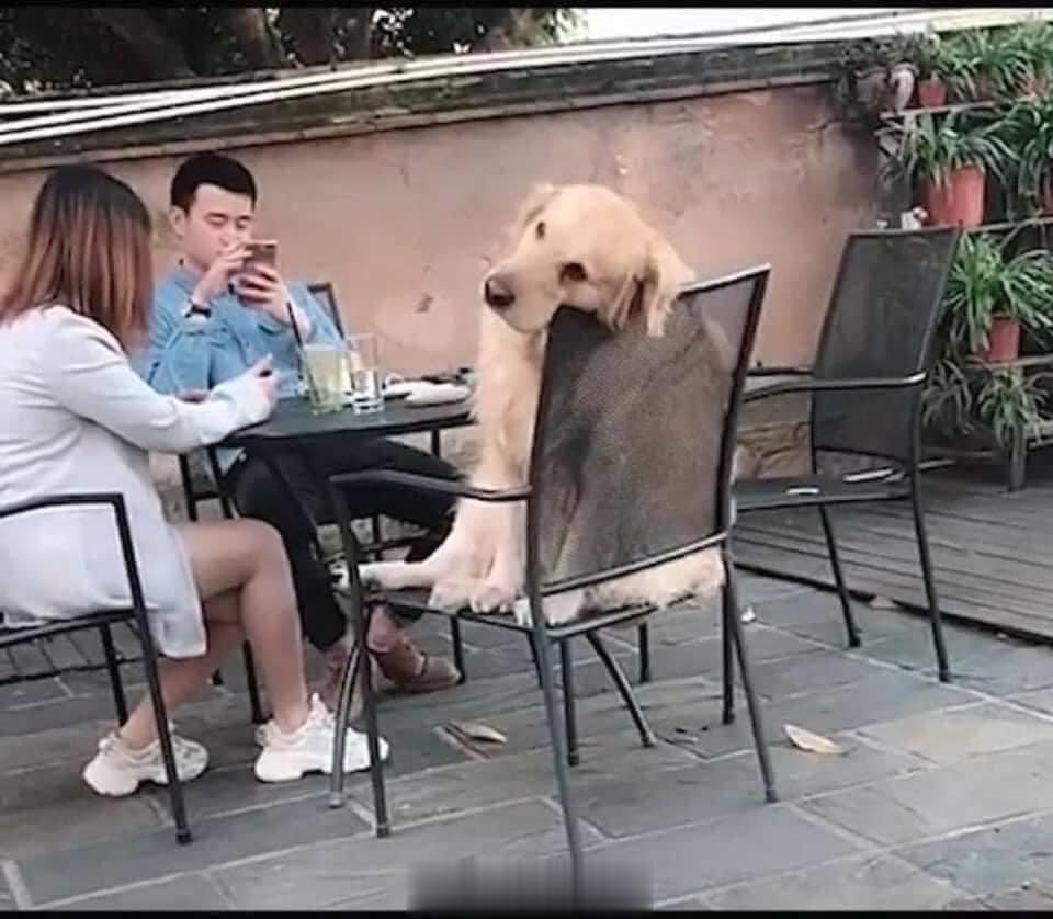 我不知道这只狗狗经历了什么，但我们真的很像 ​​​