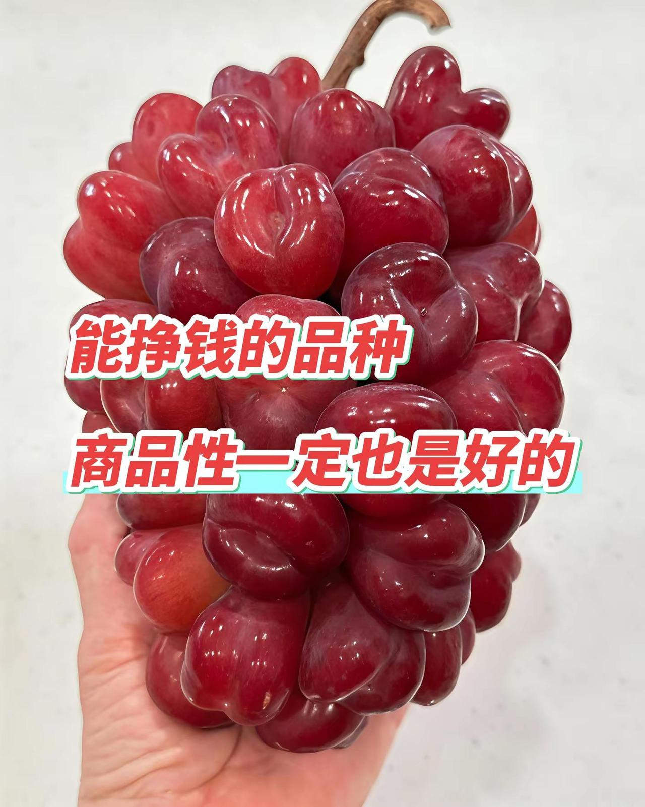 大部分种植户的选择。能够走得远，能赚钱的品种，商品性不可或缺葡萄