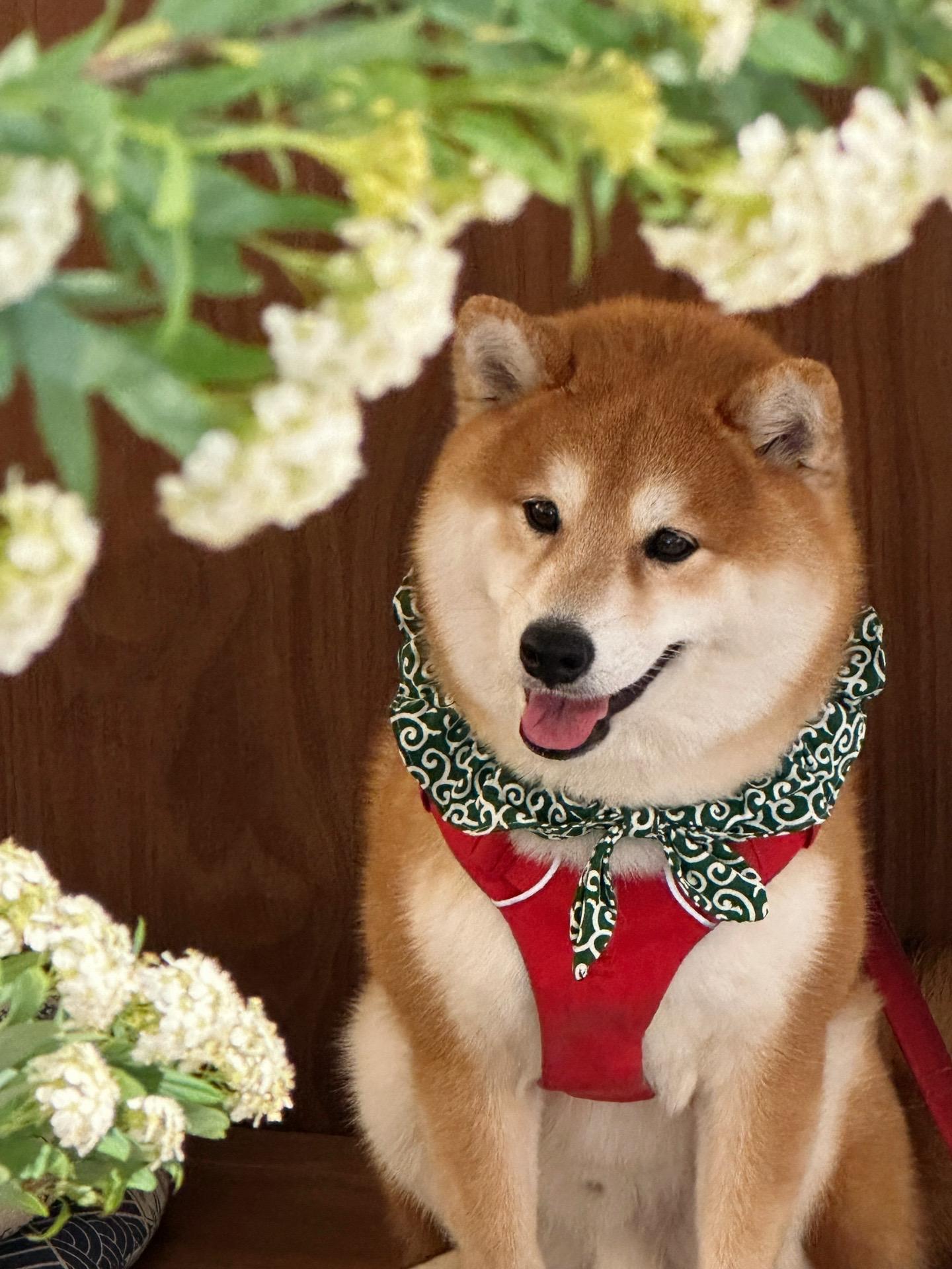 春日氛圍感？拿下！