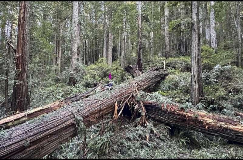 最高的红杉也扛不住了：多年干旱后，极端暴雨突然袭来，森林遭遇“水文气候过山车”
