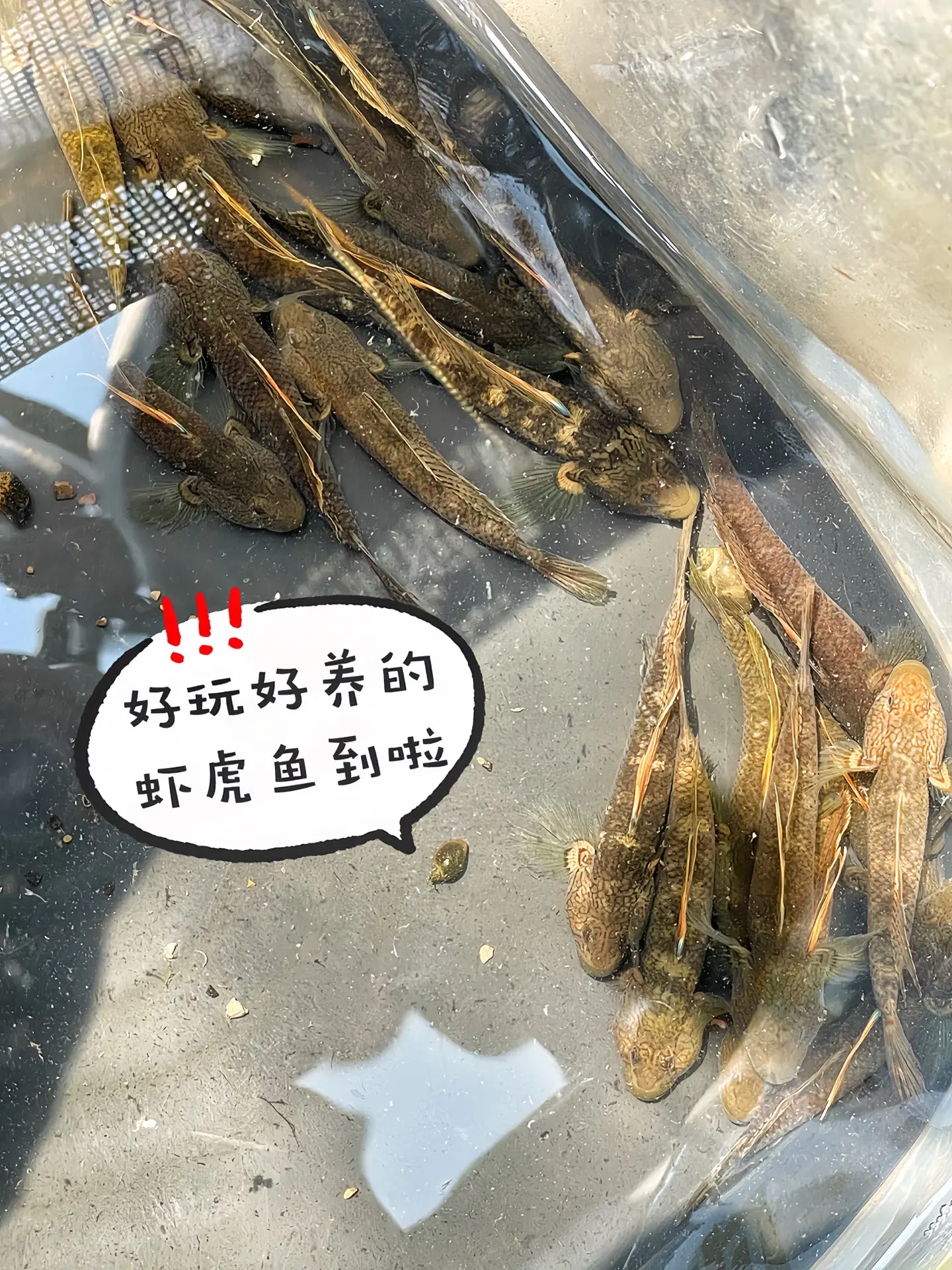 虾虎鱼一入缸，沉闷秒退场！它活泼好动，一刻不停歇，或是快速穿梭，或是紧...