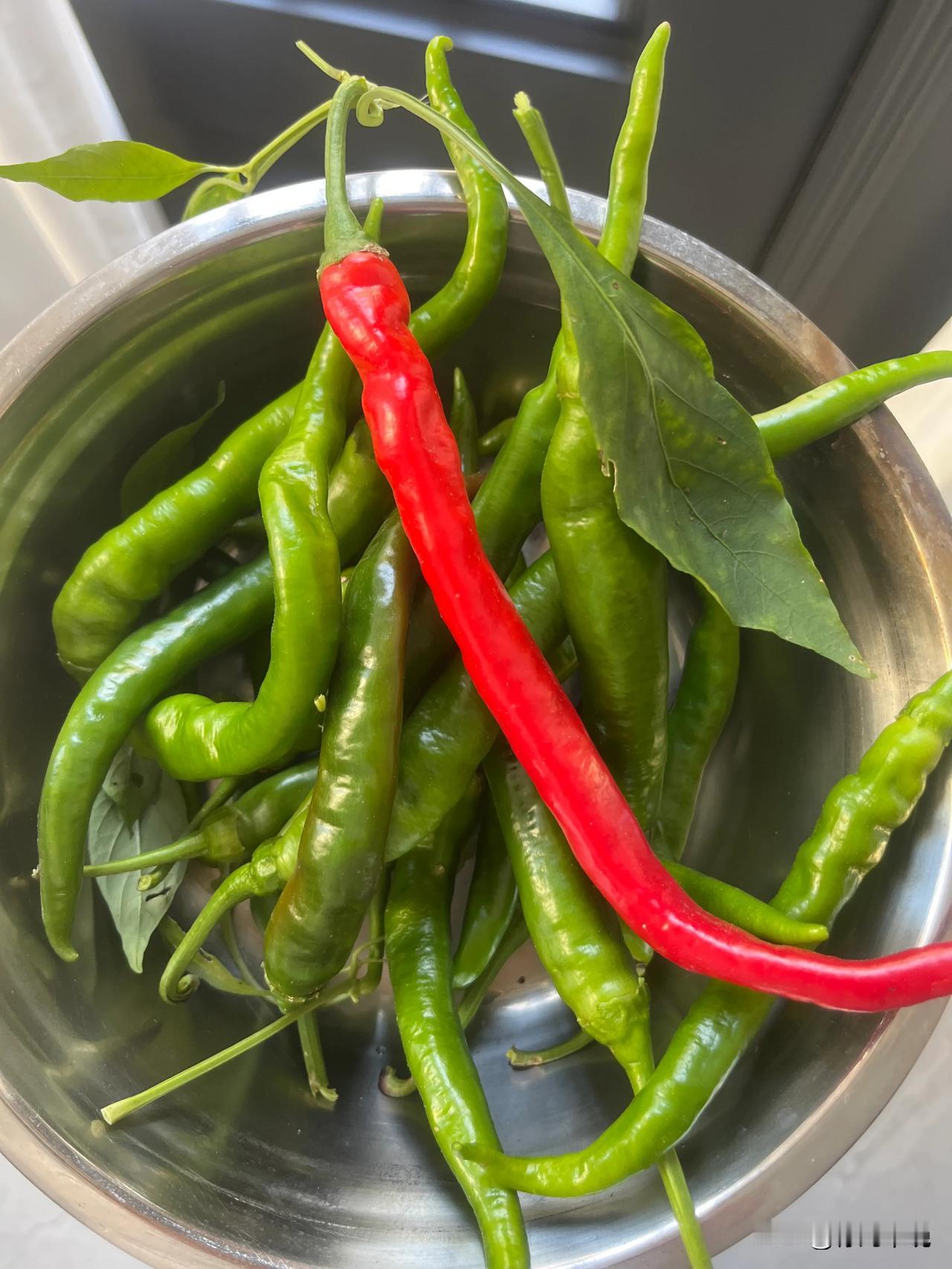 小菜园的四棵辣椒🌶
今年涨势喜人
一个缺点-太辣了
都送给朝鲜族的朋友了
天冷