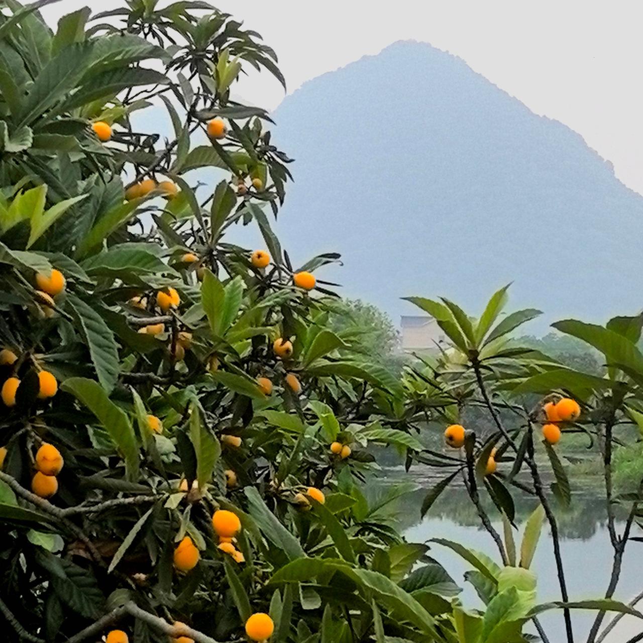晨曦中的乡村风光……