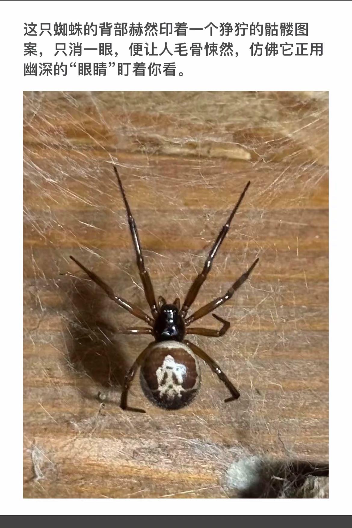 “毛骨悚然的蜘蛛，仿佛用幽深的‘眼睛’盯着你！”🕷️😱