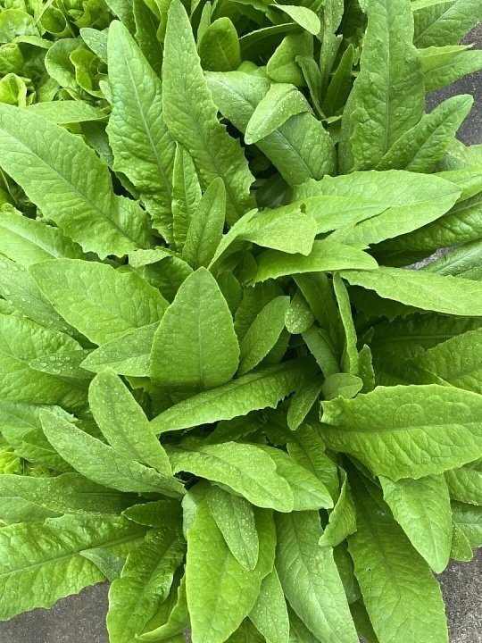 麻辣烫里最拉的菜麻辣烫黑名单大集合来啦！油麦菜疯狂吸油、海带结又难咬还喷汤、金针