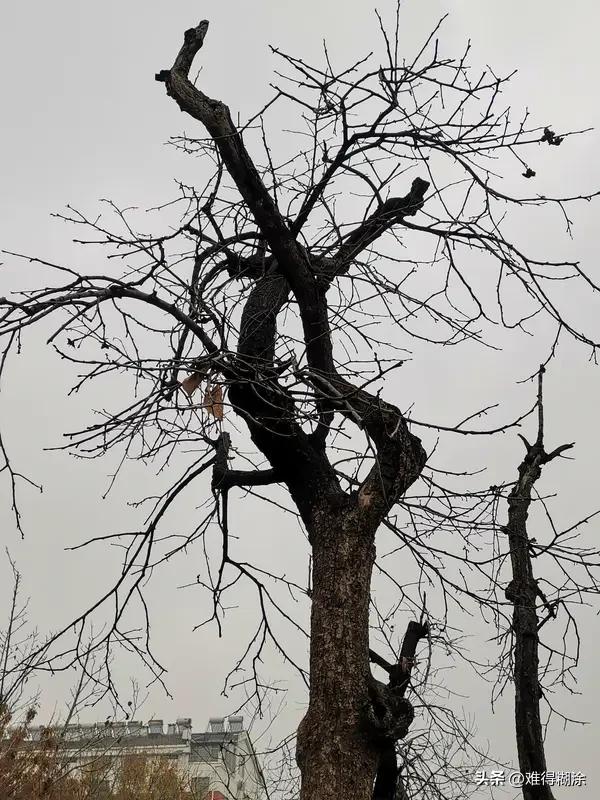 家人们，看到“寒风欺老树”这个上联，瞬间来了兴致！这上联画面感十足，寒风肆虐欺负
