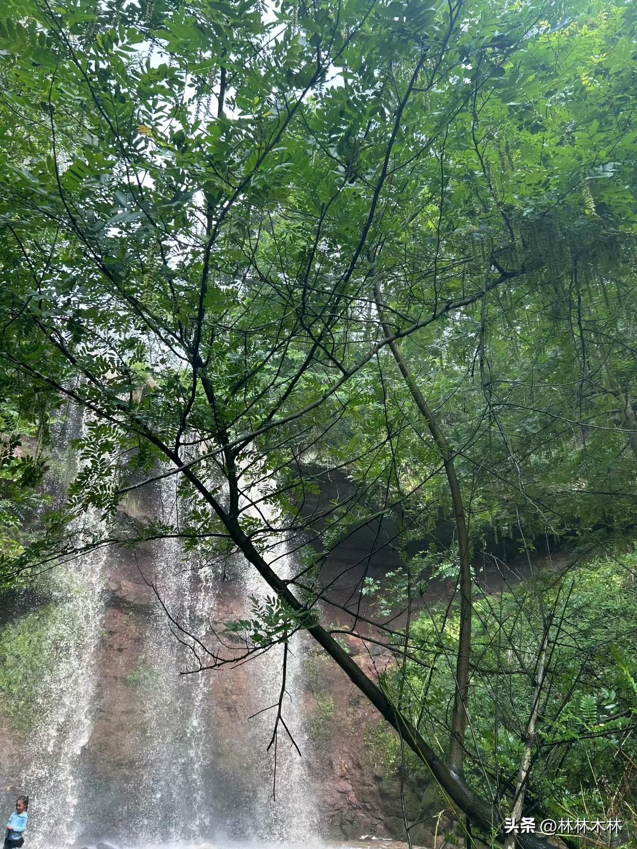 万物皆有灵，你可以不信但要敬畏

我公婆嫌邻居家的树枝伸过来太多挡着院子，上午砍