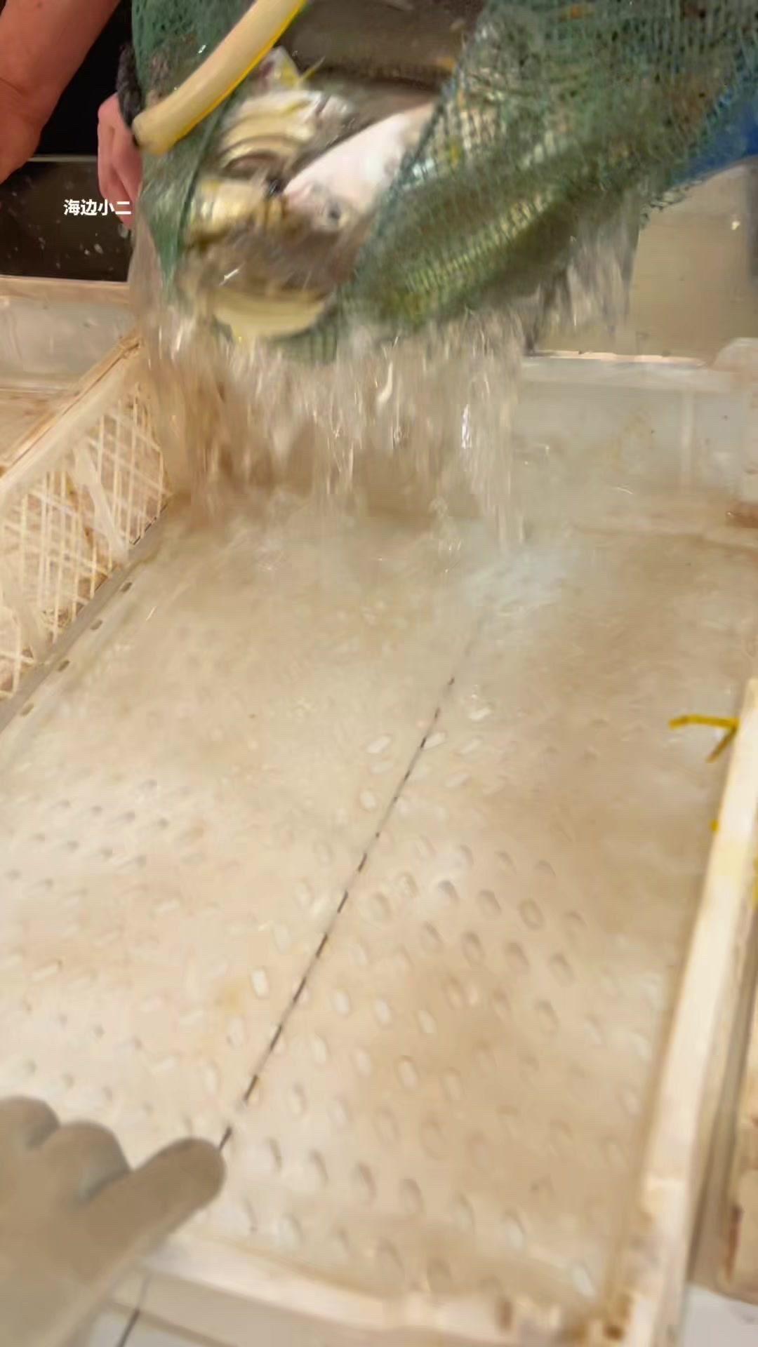 🏝️海钓小杂鱼大丰收是什么体验？今天来到海边，鱼竿刚入水没过十分钟，就感觉鱼儿