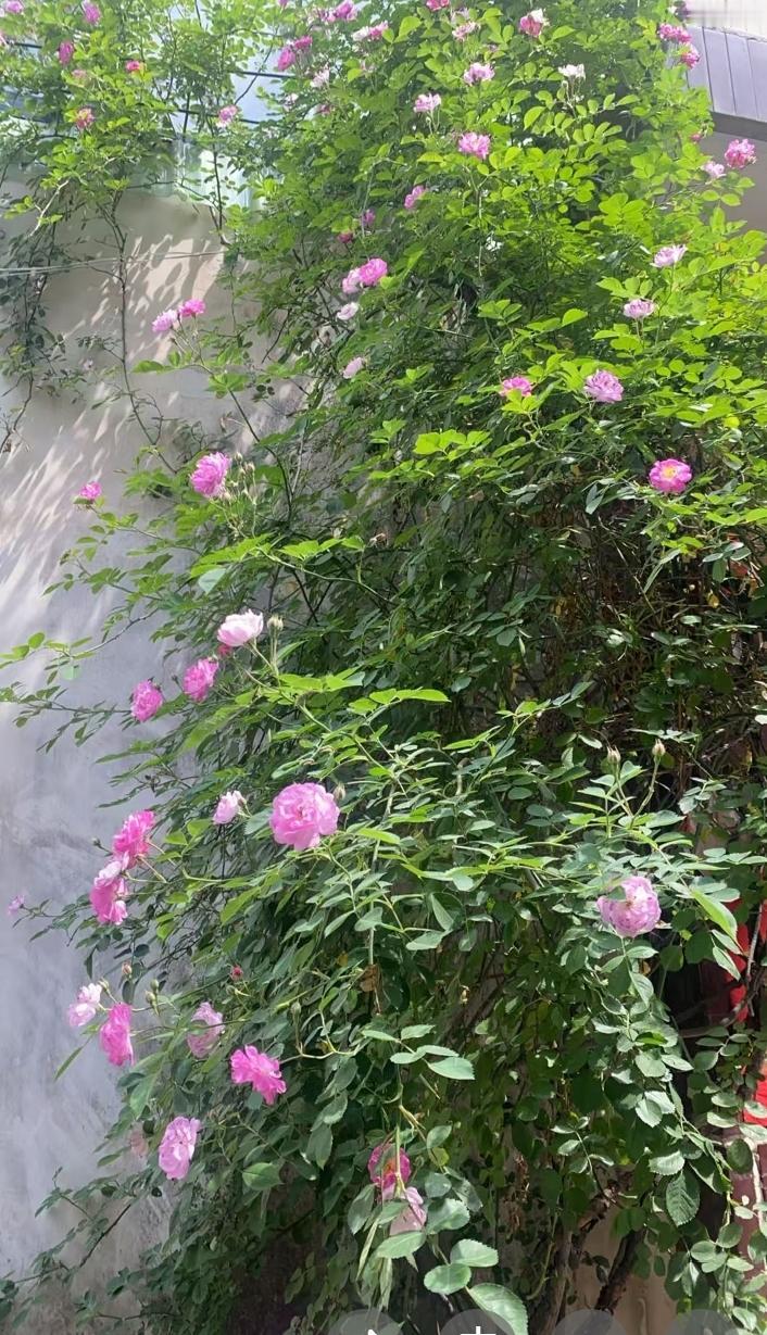 这满墙的蔷薇也太治愈了吧！粉粉嫩嫩的小花顺着墙爬得满满当当，绿叶衬着粉花，风一吹