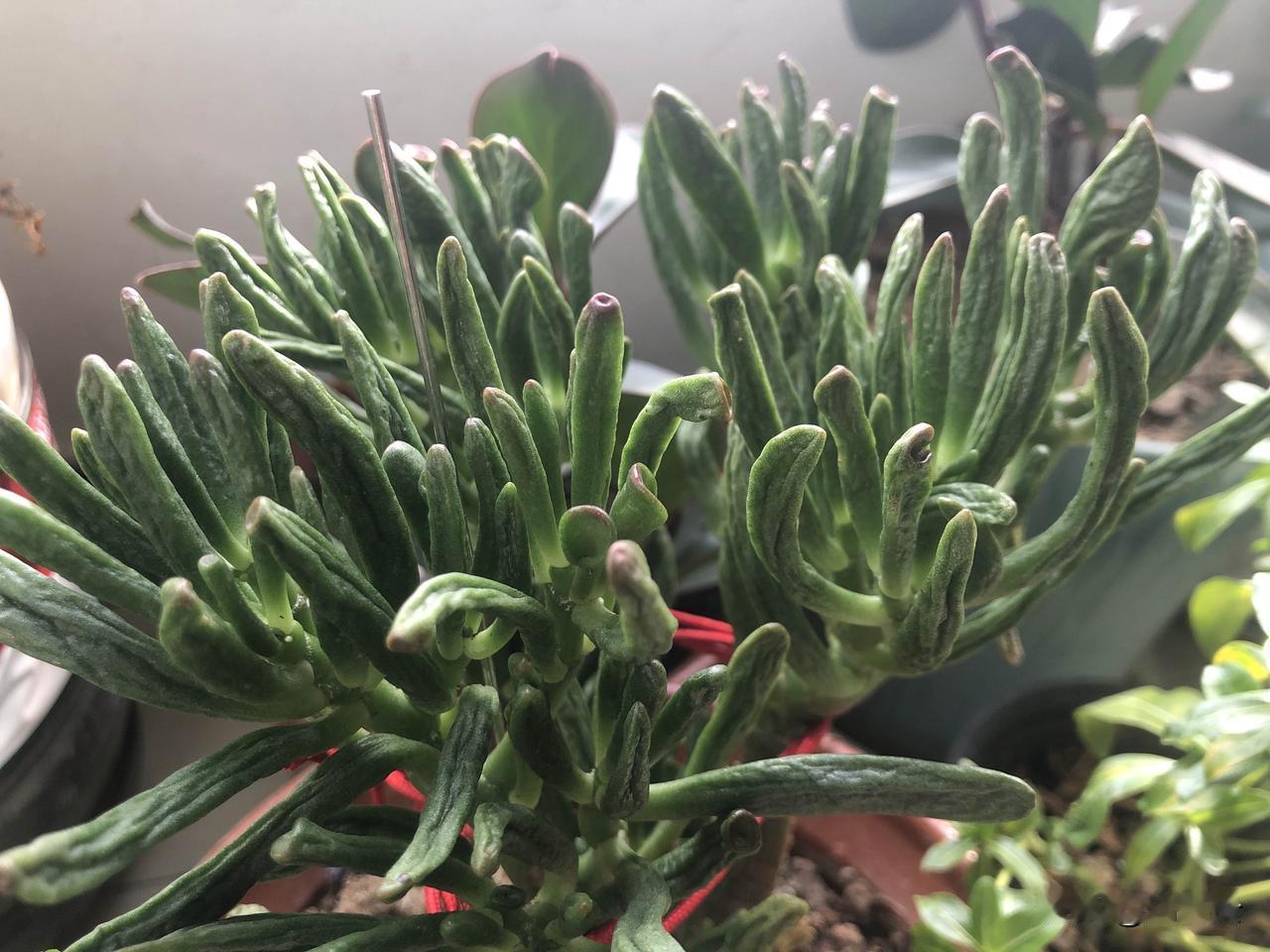 吸财树干瘪了该怎么救治？

我在网上买了一款植物唤醒剂，用了之后效果也不太理想。