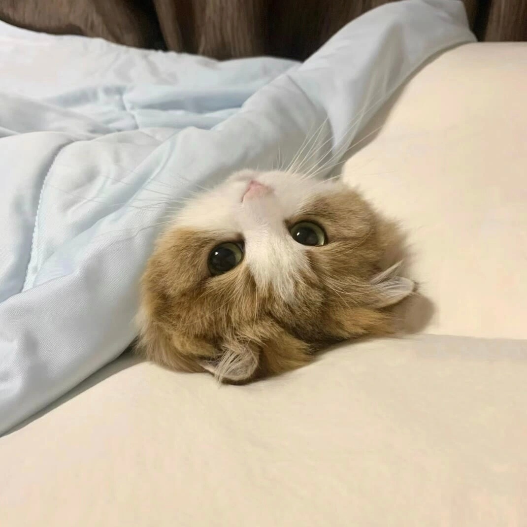 𝐖𝐞𝐂𝐡𝐚𝐭︳可爱小猫情侣头像 