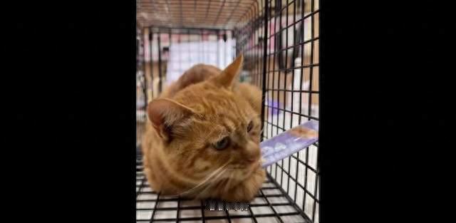 陪着武警执勤的流浪猫被抓捕，走红后被“收编”进宫？最新后续曝光