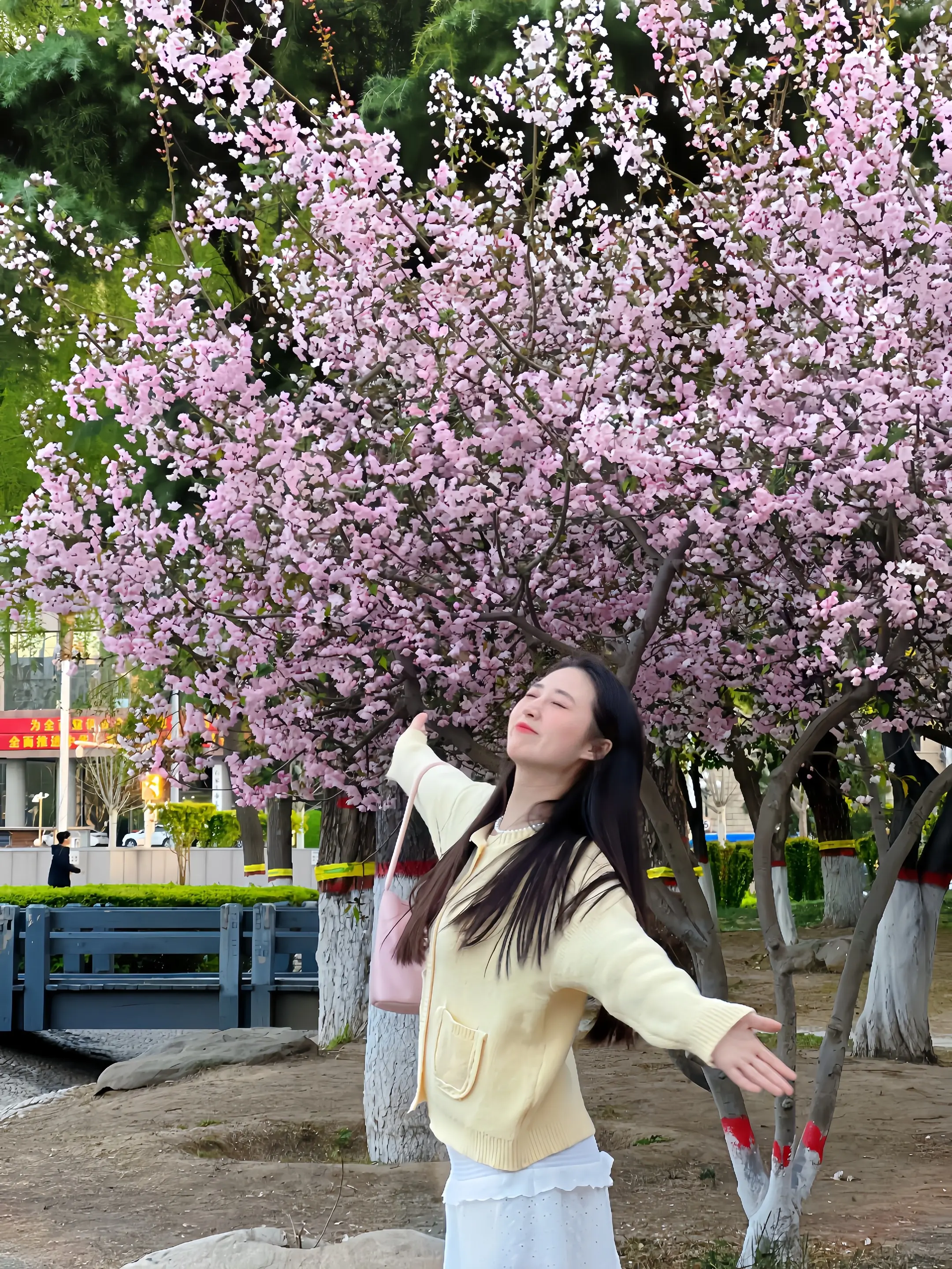 藤树下 我是我的春天🌸