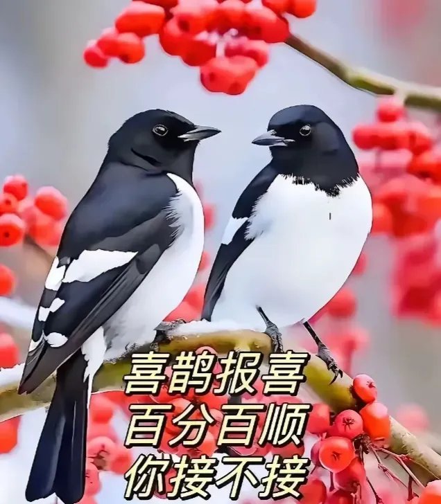 你遇见了喜鹊，要是选择视而不见，小心喜事再也不找上你家，若是你接了，那你家从今日