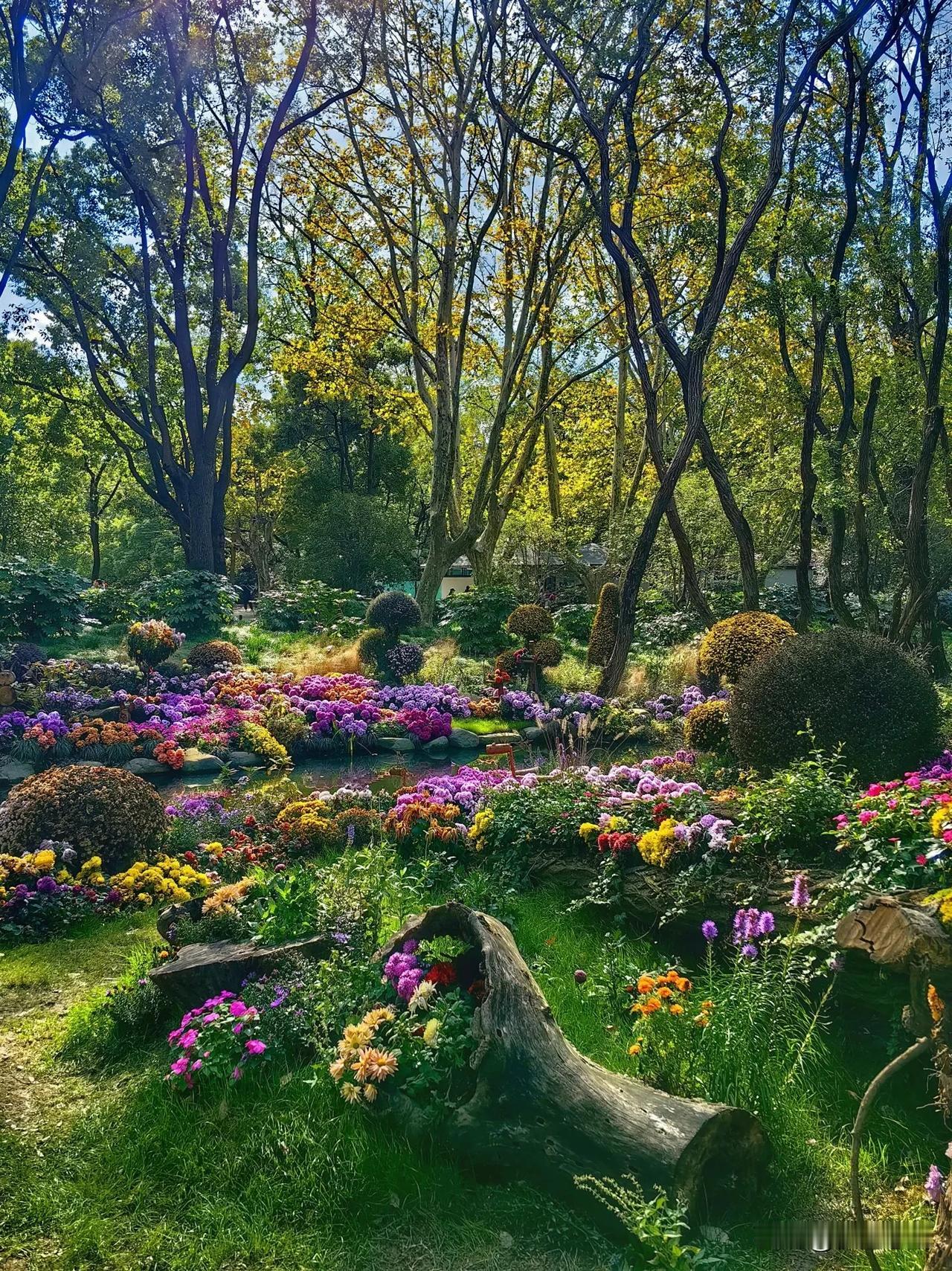 菊展期间的所谓莫奈花园
（手机拍摄于上海共青森林公园）