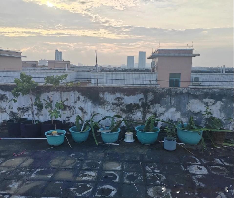 最后的合照

就剩这么多了，也不知道这些光秃秃的怎么长蚊子了，爱咋咋滴了！！
 