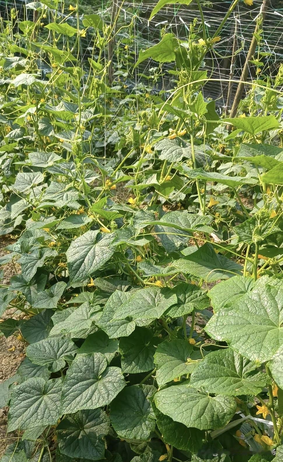 胺鲜酯和芸苔素对比后,哪个更好? 胺鲜酯（DA-6）与芸苔素内酯都是高效植物生长