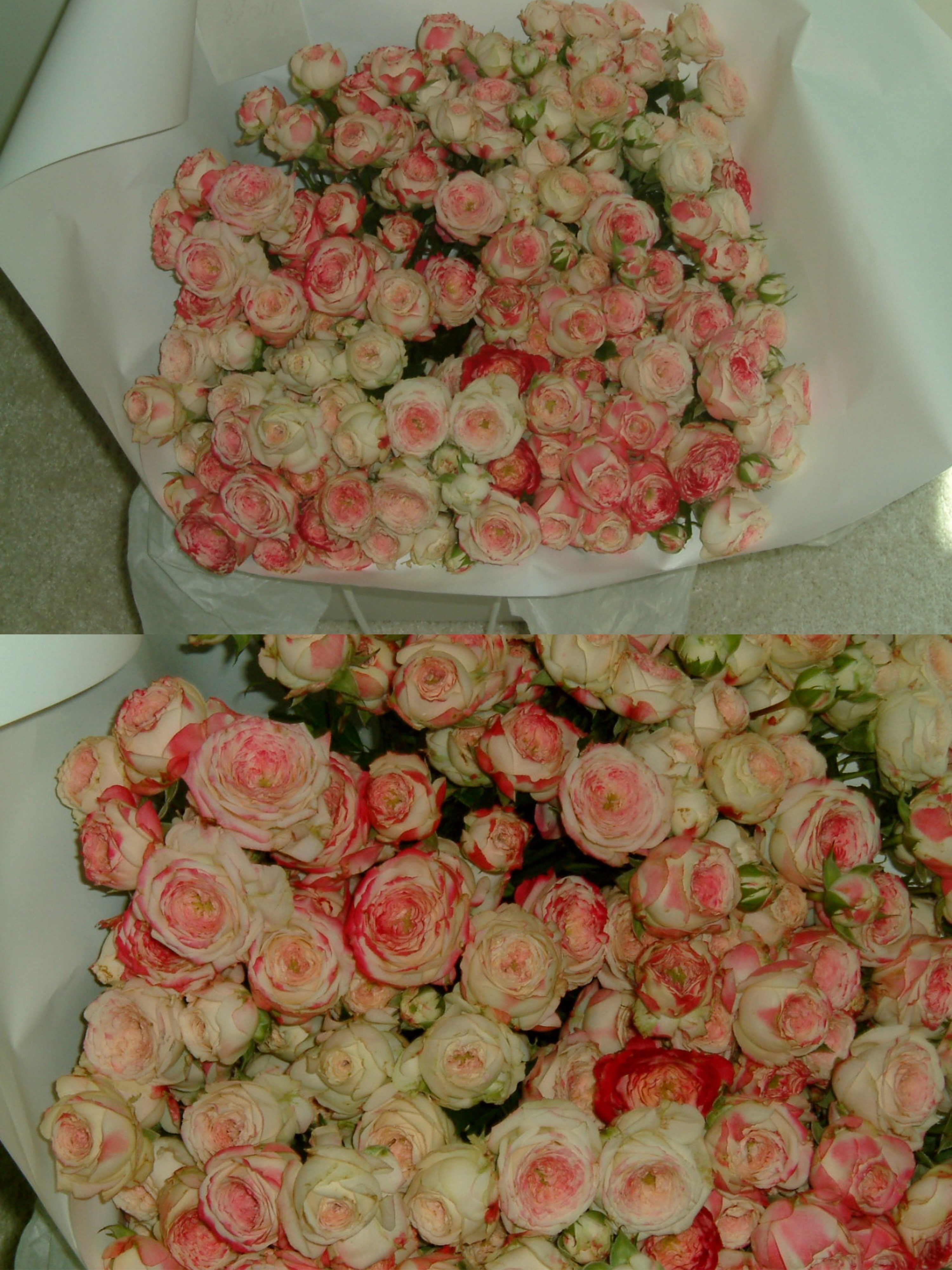 高敏英🌷🌷 