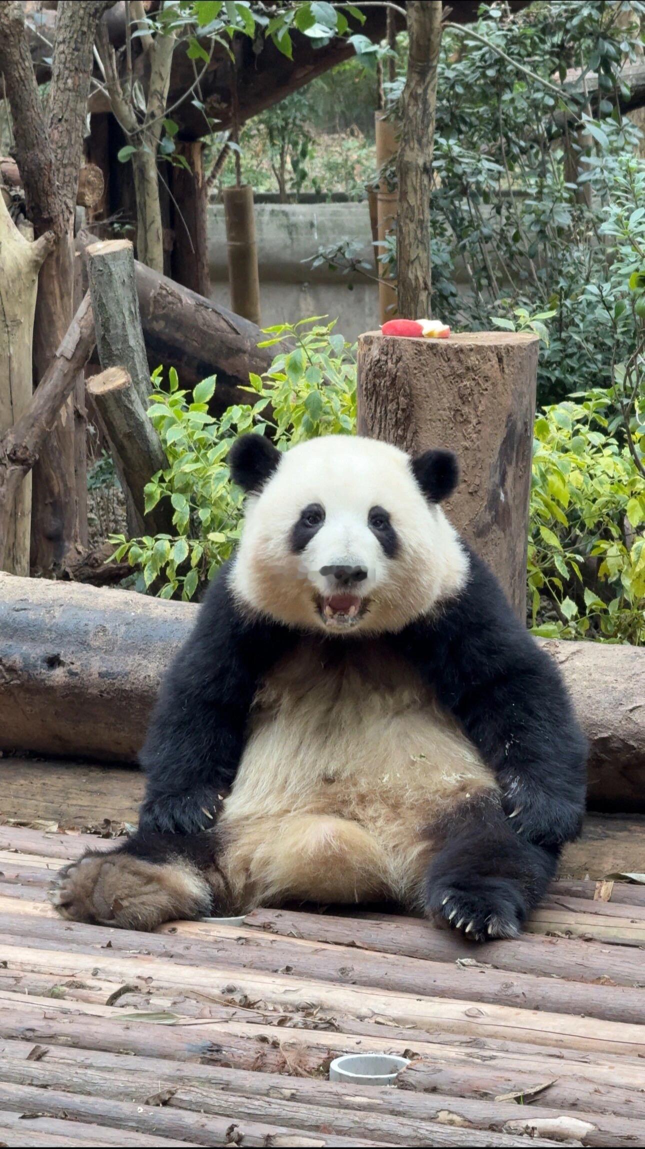 花宝叽这小表情真是太可爱噜😋真的好乖好可爱呀！ ​​​
