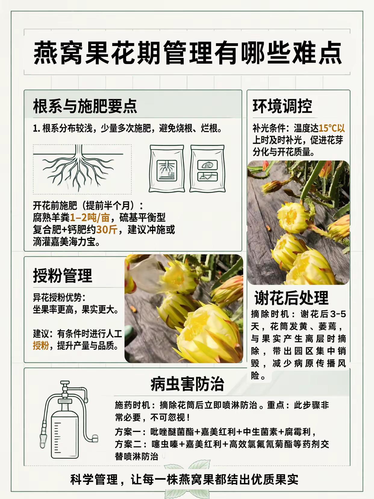 燕窝果花期管理有哪些难点？。燕窝果种植