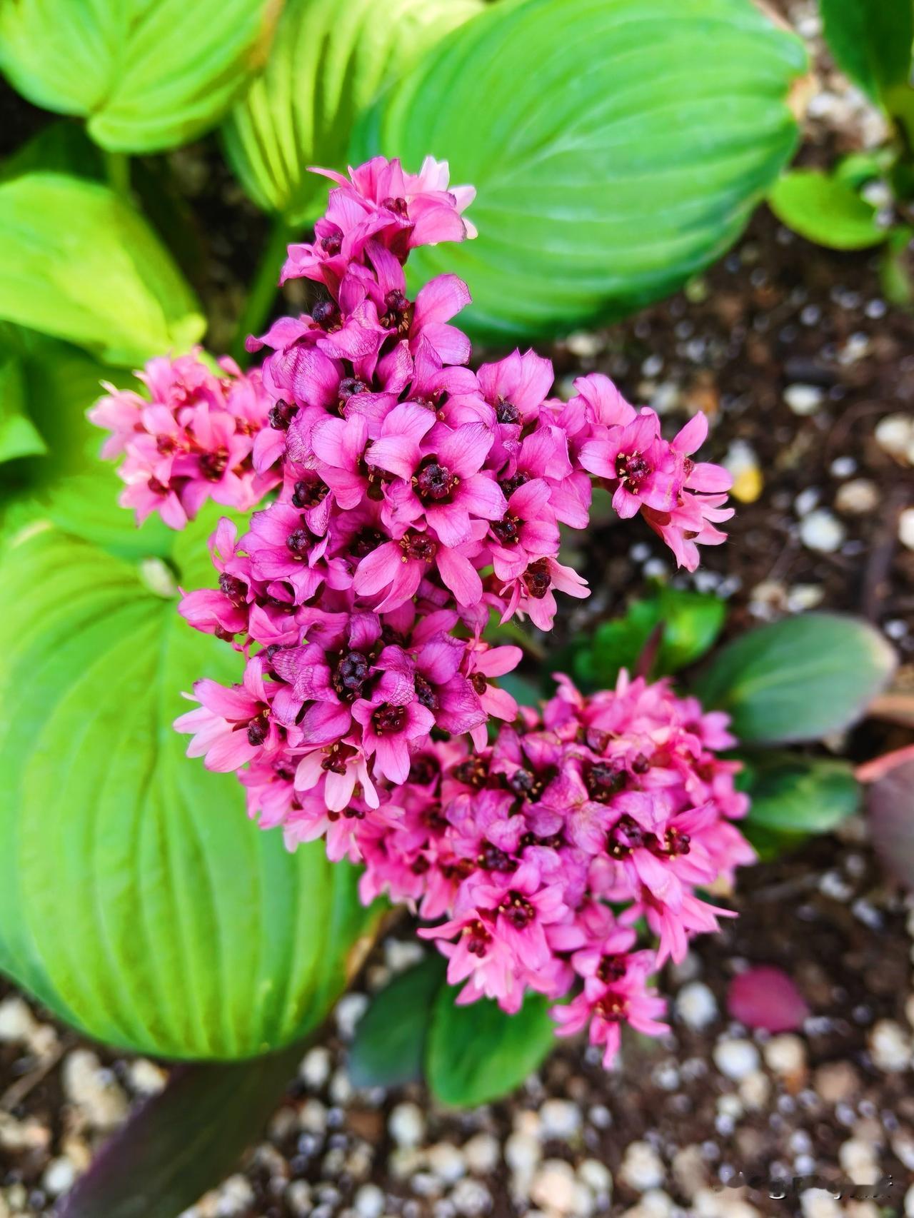 七律·厚叶岩白菜
石隙崖边孕本芳，浓膏厚叶覆清光。
根深峻岭凝寒骨，质耐风霜蕴素
