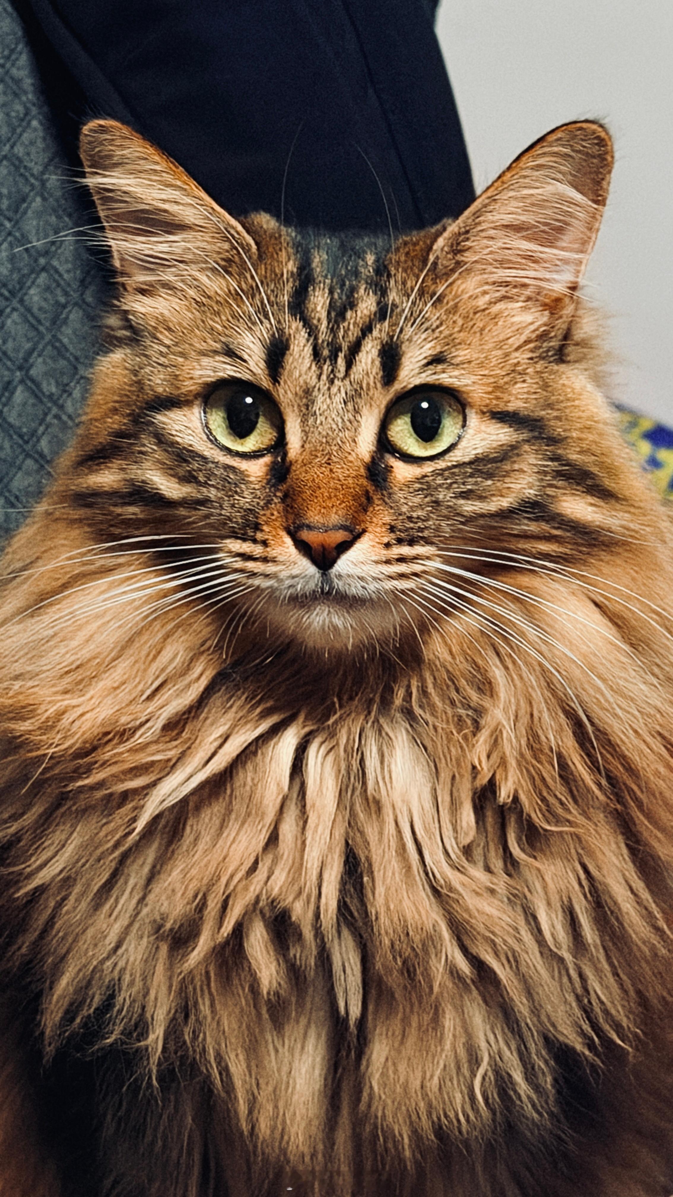 我家的猫🐱克总随感猫