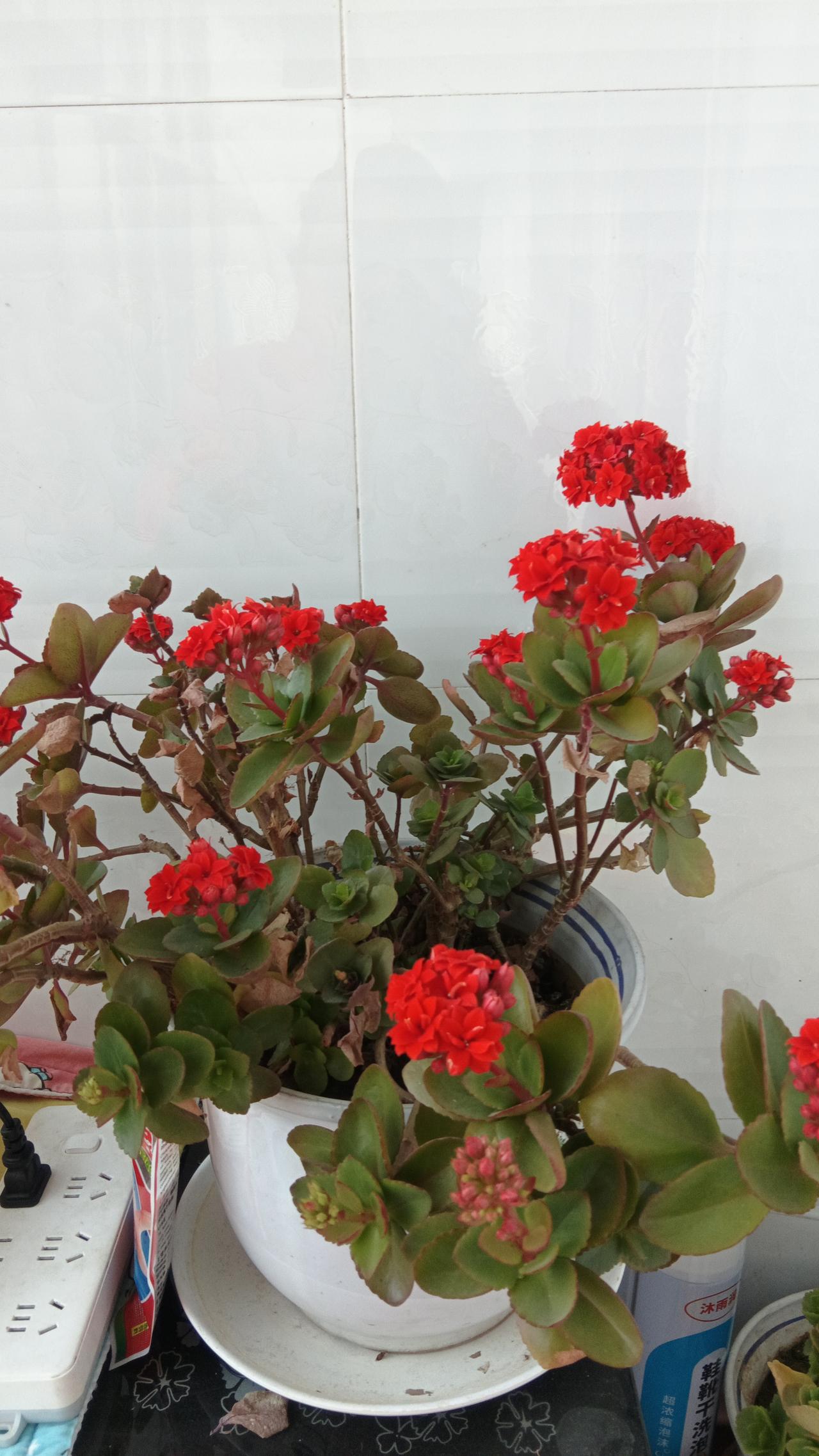 晒晒你随手一拍的花朵