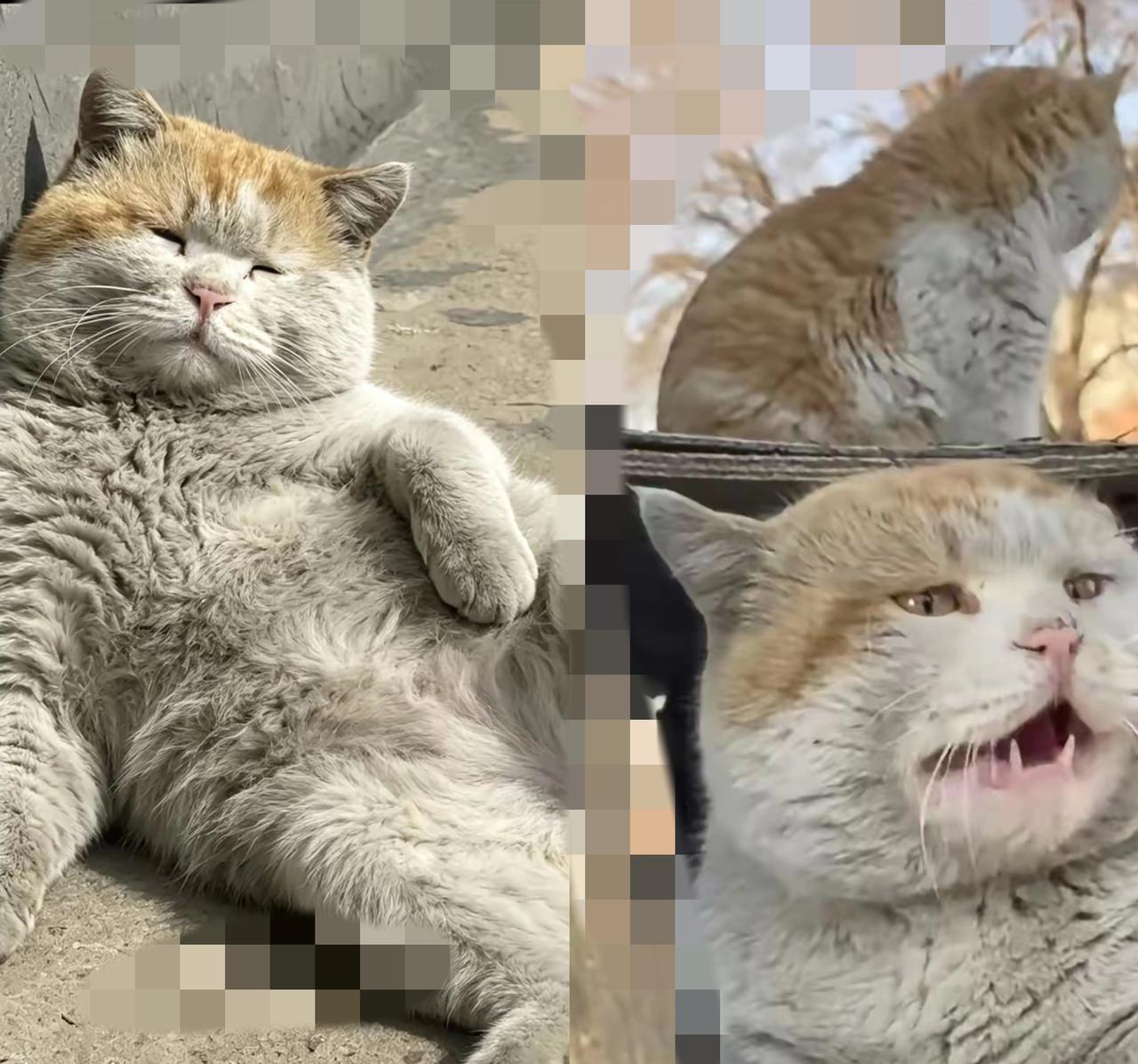 谁懂啊！被东营这只网红脏脏流浪猫的生活状态狠狠治愈到了🥰
 
山东东营河口这只