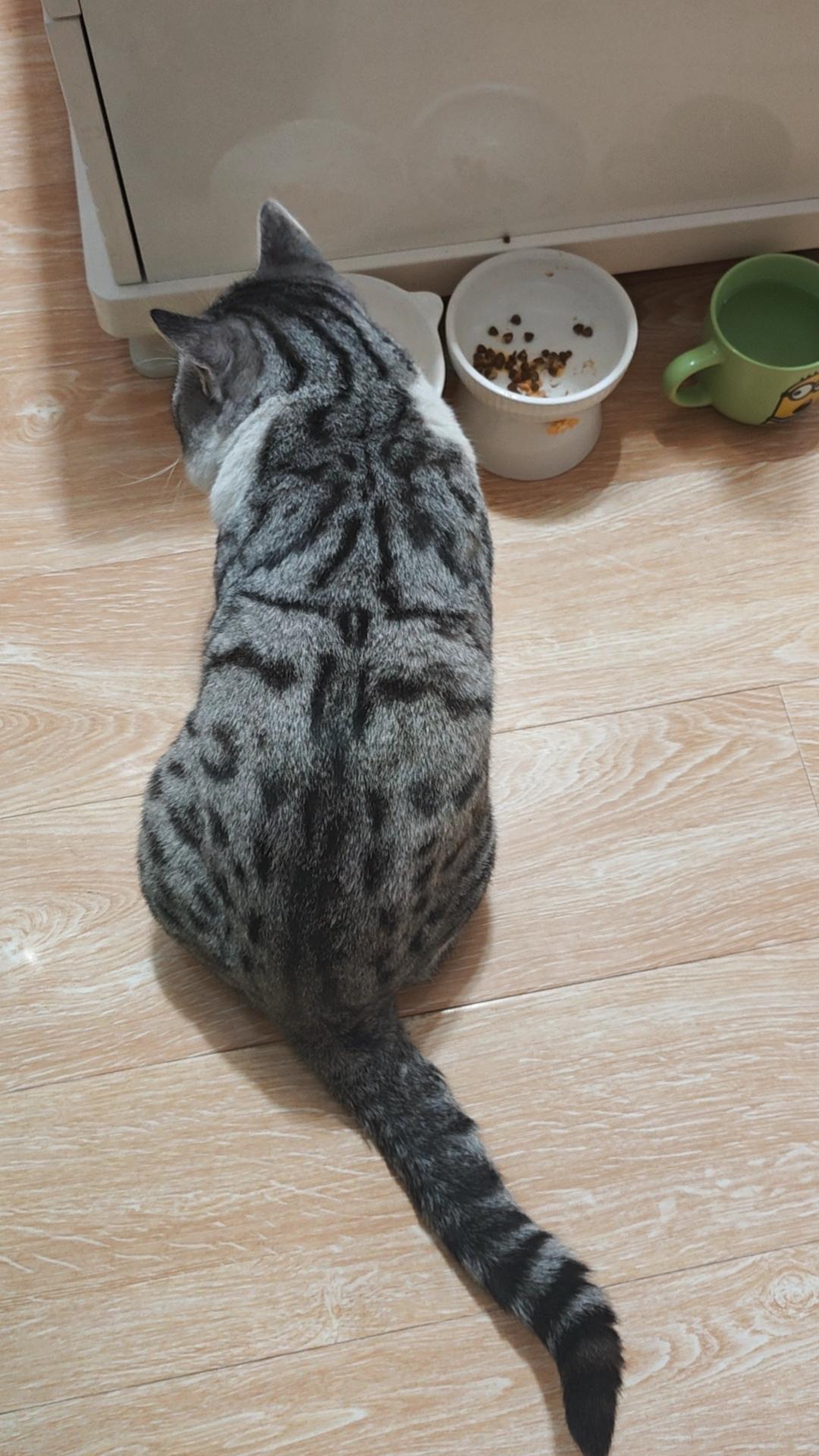 我觉得二哈这是参加了什么不管饭的猫咪传销组织嘛，家里老婆孩子热炕头的他也不稀罕，