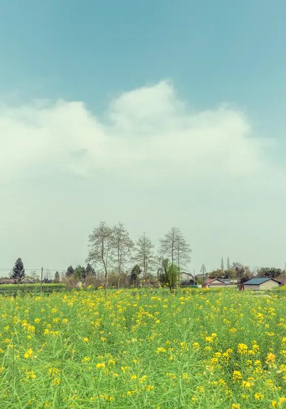 又是一年春景时。
常言道，春风拂面，甜过初恋，此言不虚。犹记上次春日去郊外踏青，