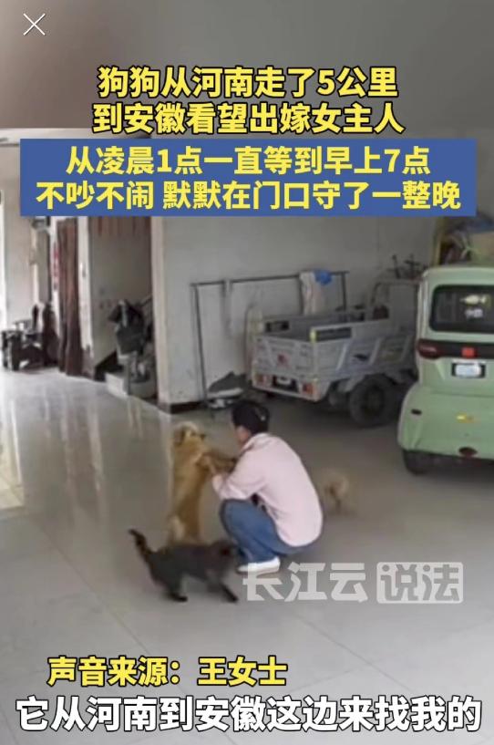 破防了！狗狗从河南走5公里到安徽看望刚出嫁的女主人，凌晨1点一直等到早上7点，不