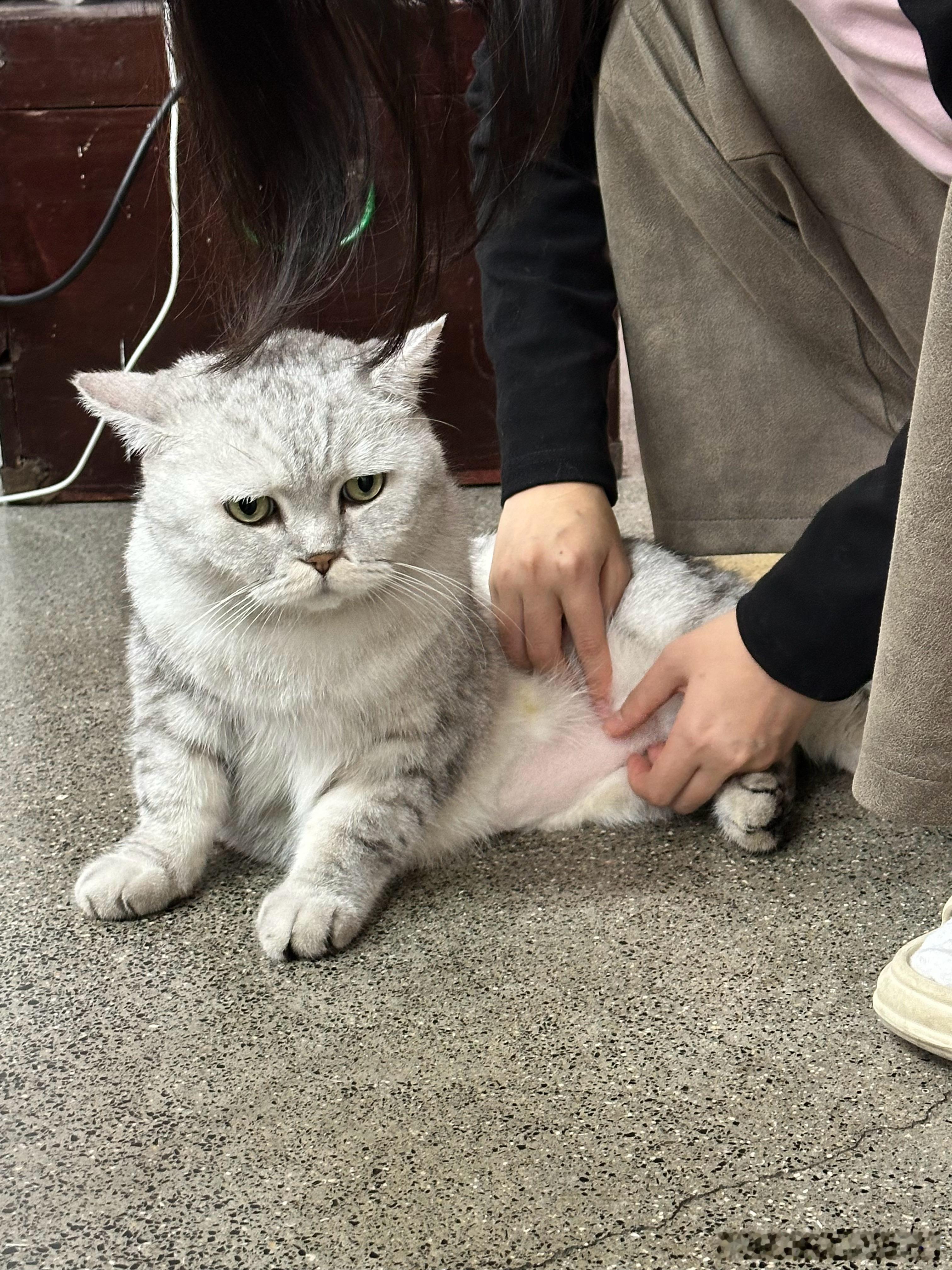 吉治托儿所[超话]   肉丸：我这是…被冒犯了吗…？ 