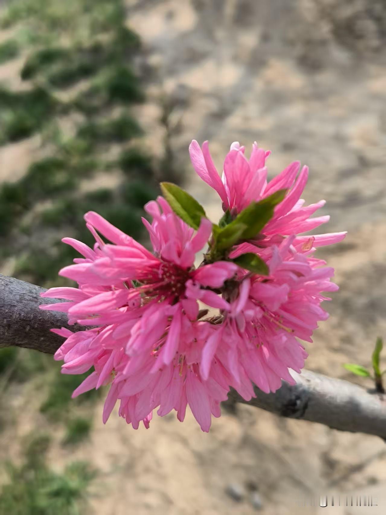 远远望见一片红粉植物，以为是紫荆花，走近一看跟紫荆花不一样。用手机扫了一下才知道